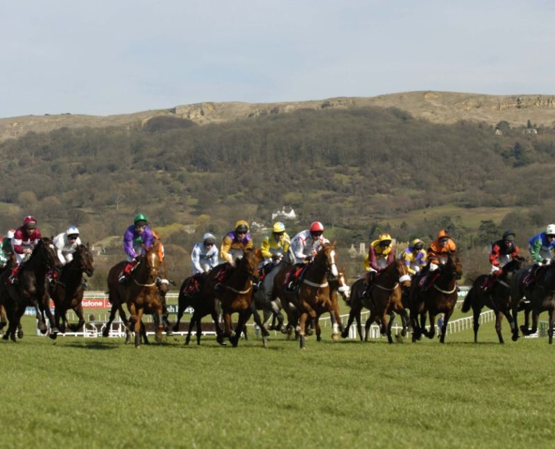 Cheltenham Gold Cup Horse Racing Race Course Corporate Sports Hospitality