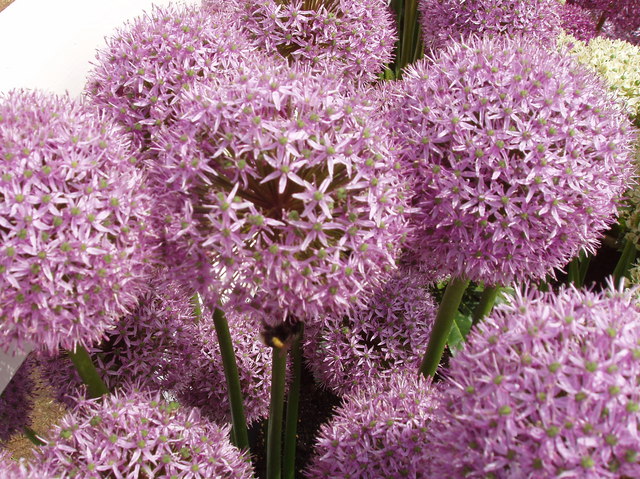Online Event: Gardening : A Gardening Masterclass from Chris Beardshaw